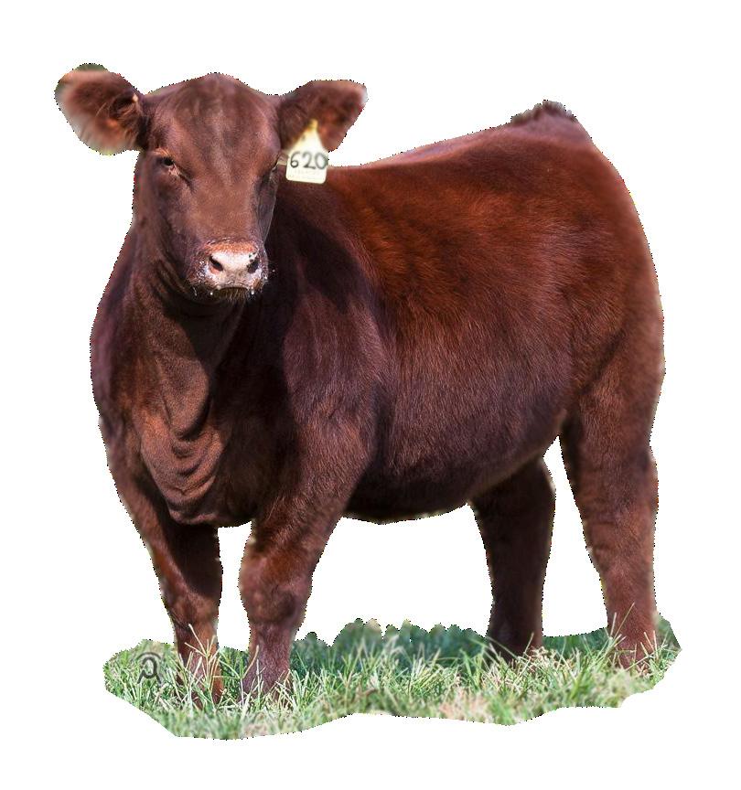 2023 Red Angus Red Wave Sale by Dan Wells Issuu