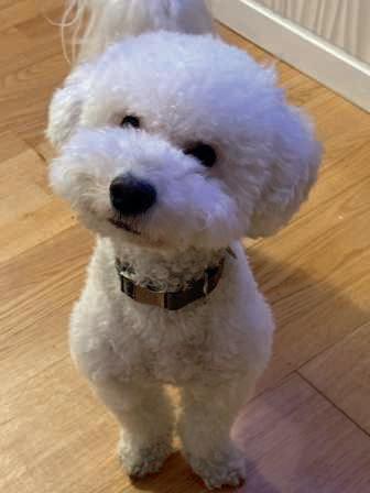 CASPER THE FRIENDLY PUP