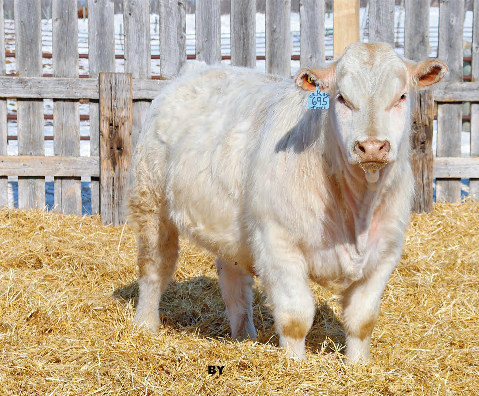 Charolais Steer