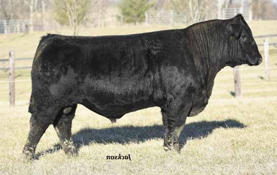 カウパレード　Cow Bella Jan Heaton カウパレード Cow Bella Jan Heaton カウパレード Cow Bella Jan