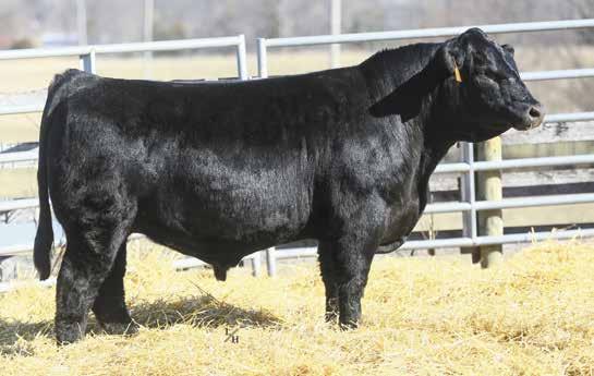 Bulls - Issuu