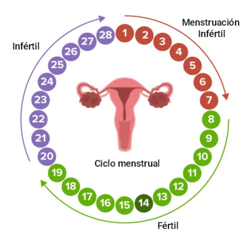 Transmisión Sexual by Valentina Oquendo Sepúlveda Issuu