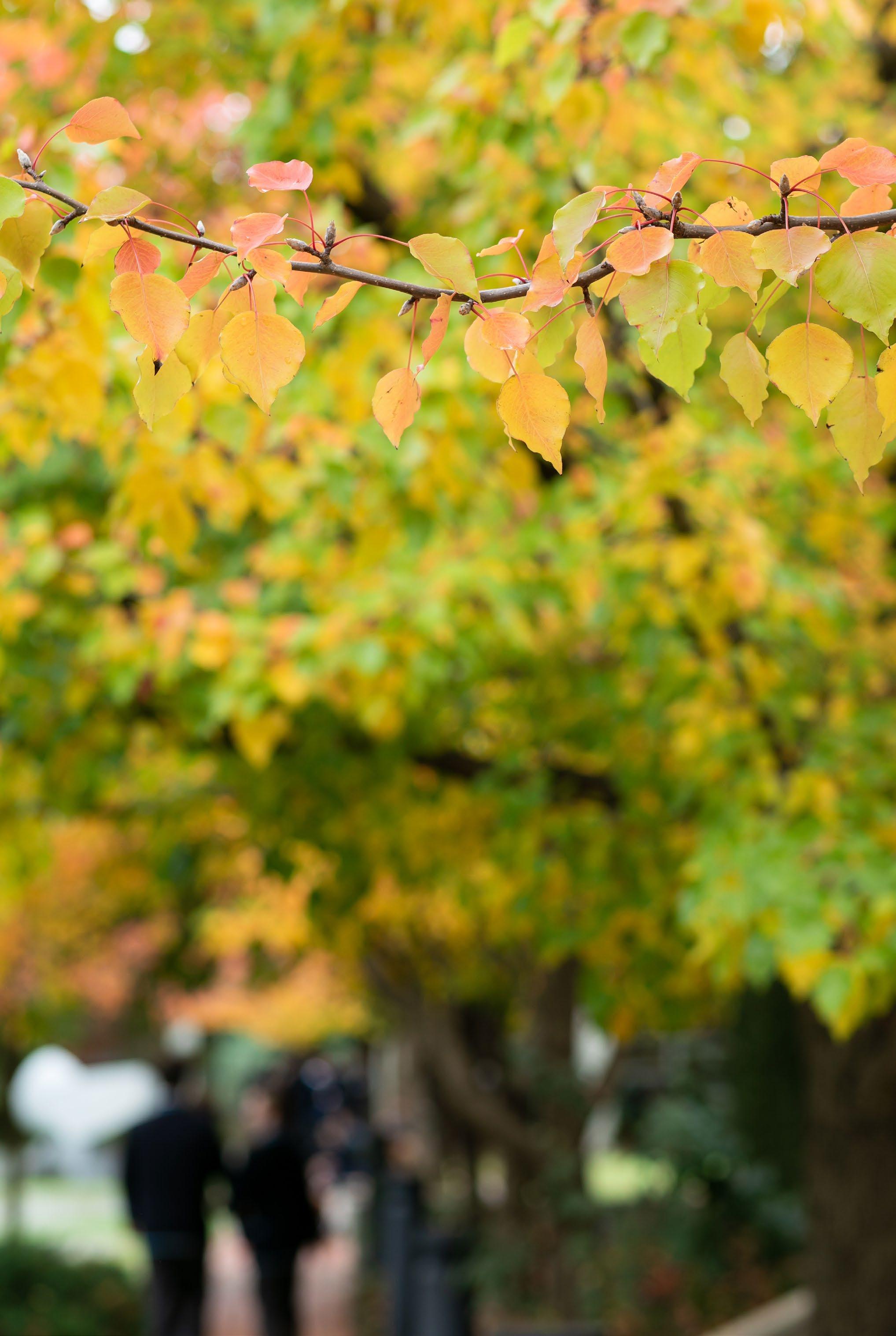 OCGA Annual Report 2022 by OldCamberwellGrammariansAssociation Issuu