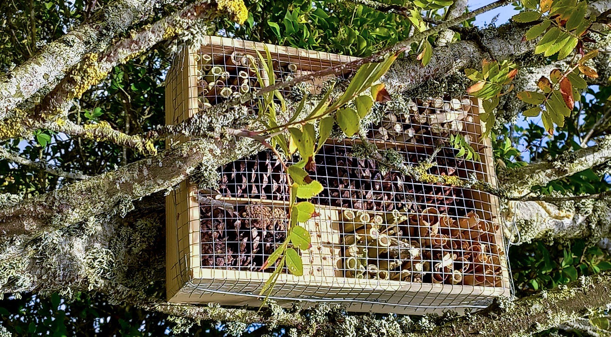 Cover for Refuxios para insectos