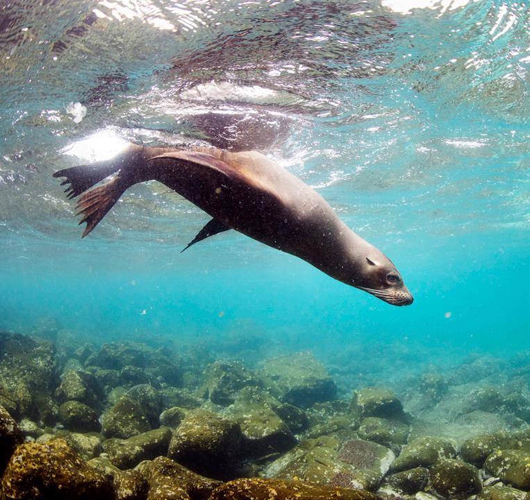 Cover for GALÁPAGOS – WESTERN