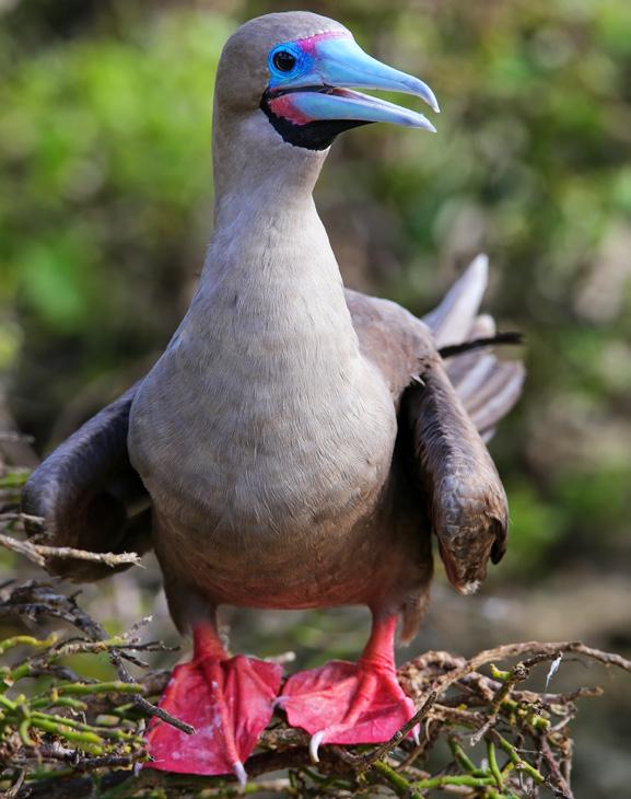 Cover for GALÁPAGOS – NORTHERN