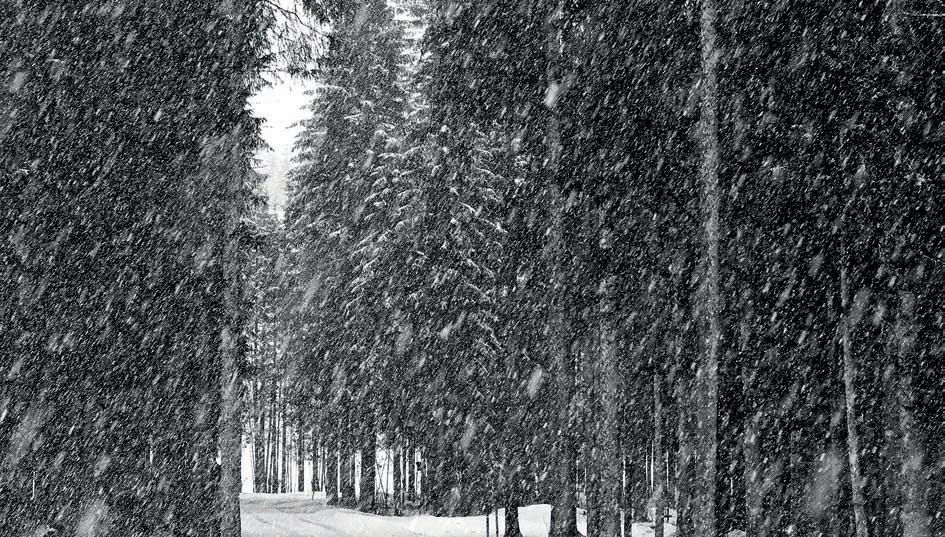 Cover for Businessman, Lawyer, Photographer, Writer…