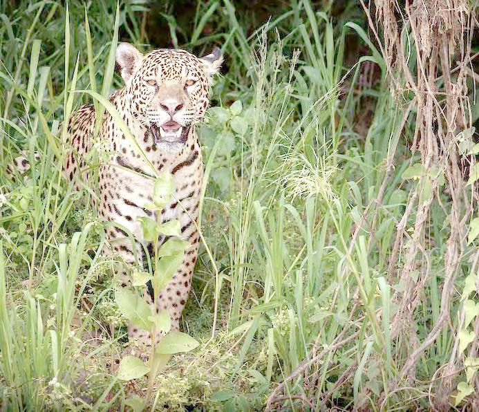 Cover for Proponen convertir como área natural protegida al Cerro del Metate