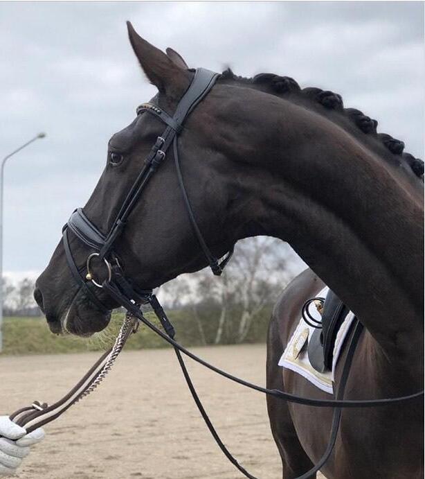 2023 BRIDLE POROSUS / PALM-V2 Bridles 2023 by Eponia Equestrian