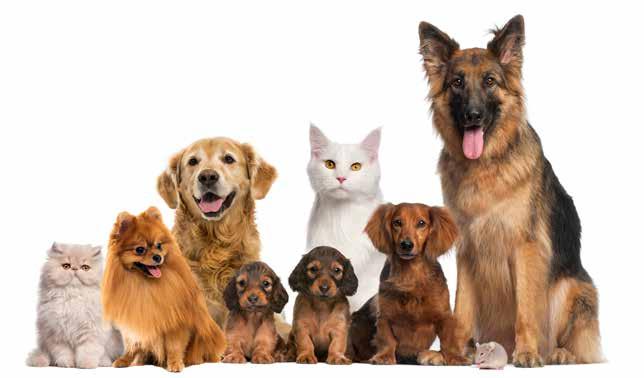 Cover for De cliente a proprietária