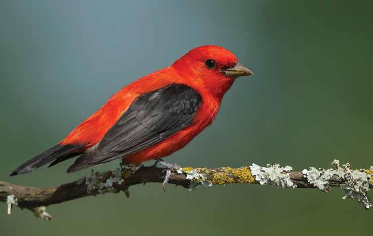 Birds of a Feather – Will Flock to Your Yard!