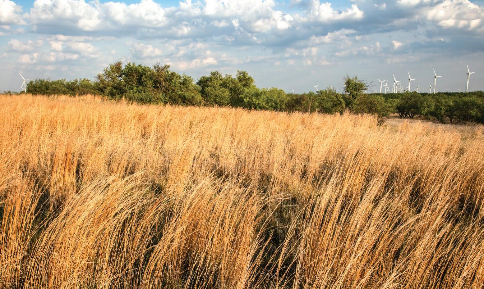 Crooked Tree Ranch by csmandson Issuu