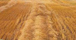 Sharp Increase in Crop Insurance Premiums for Agricultural Producers