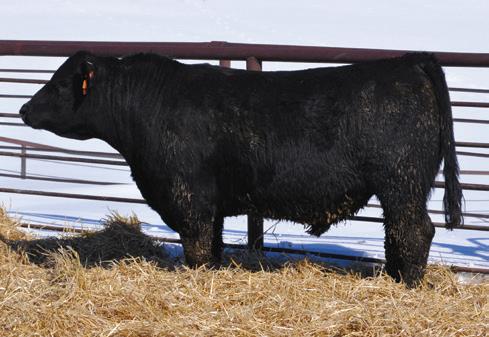 2-YEAR-OLD BULLS - Issuu