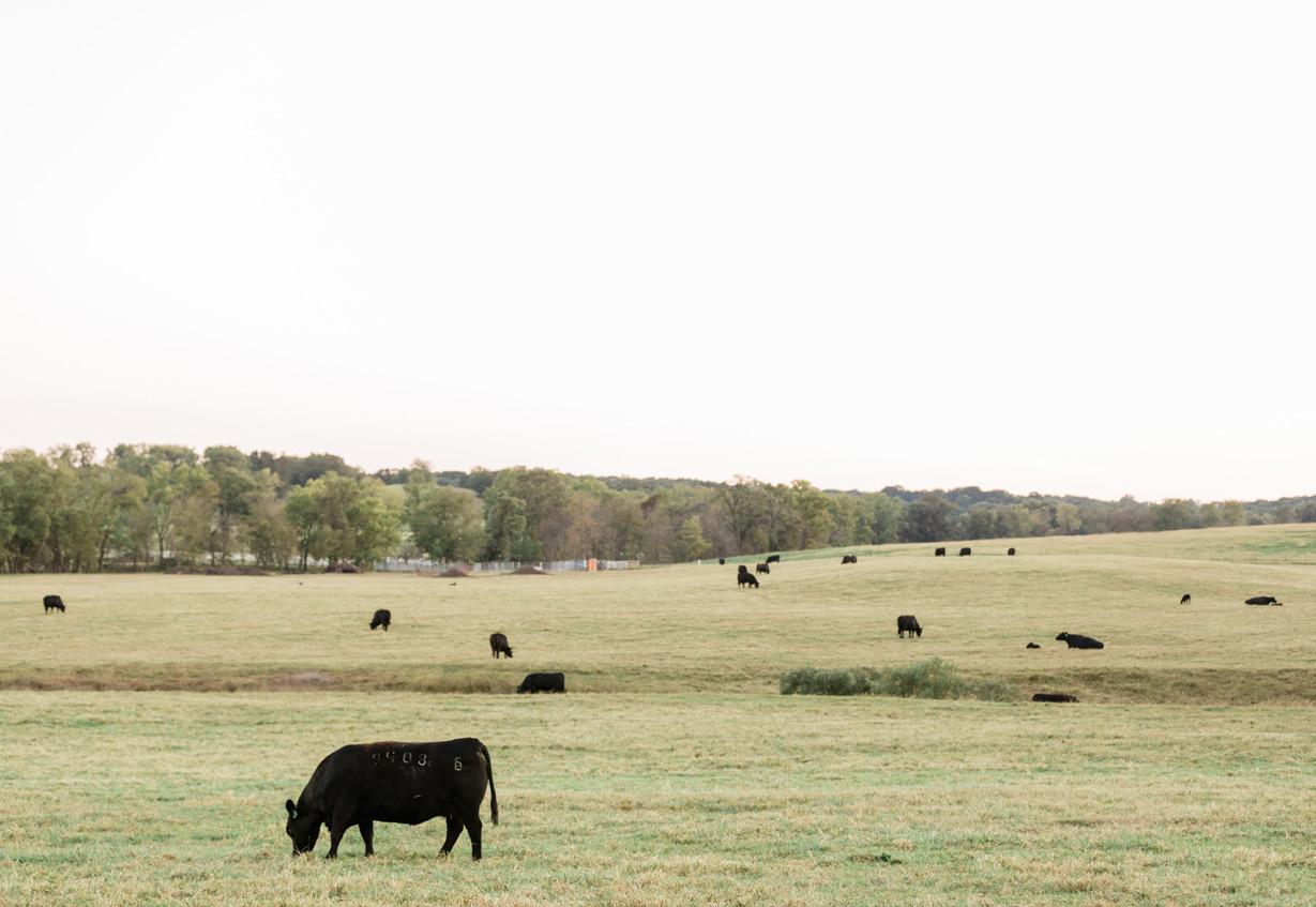 Meyer Cattle Spring 2023 Sale by Ranch House Designs Issuu