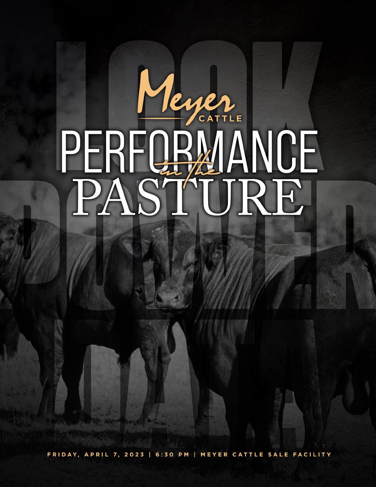 Meyer Cattle Spring 2023 Sale by Ranch House Designs Issuu