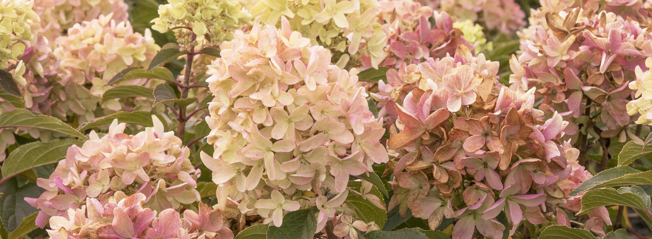 Image of Strawberry Shake Hydrangea in a forest