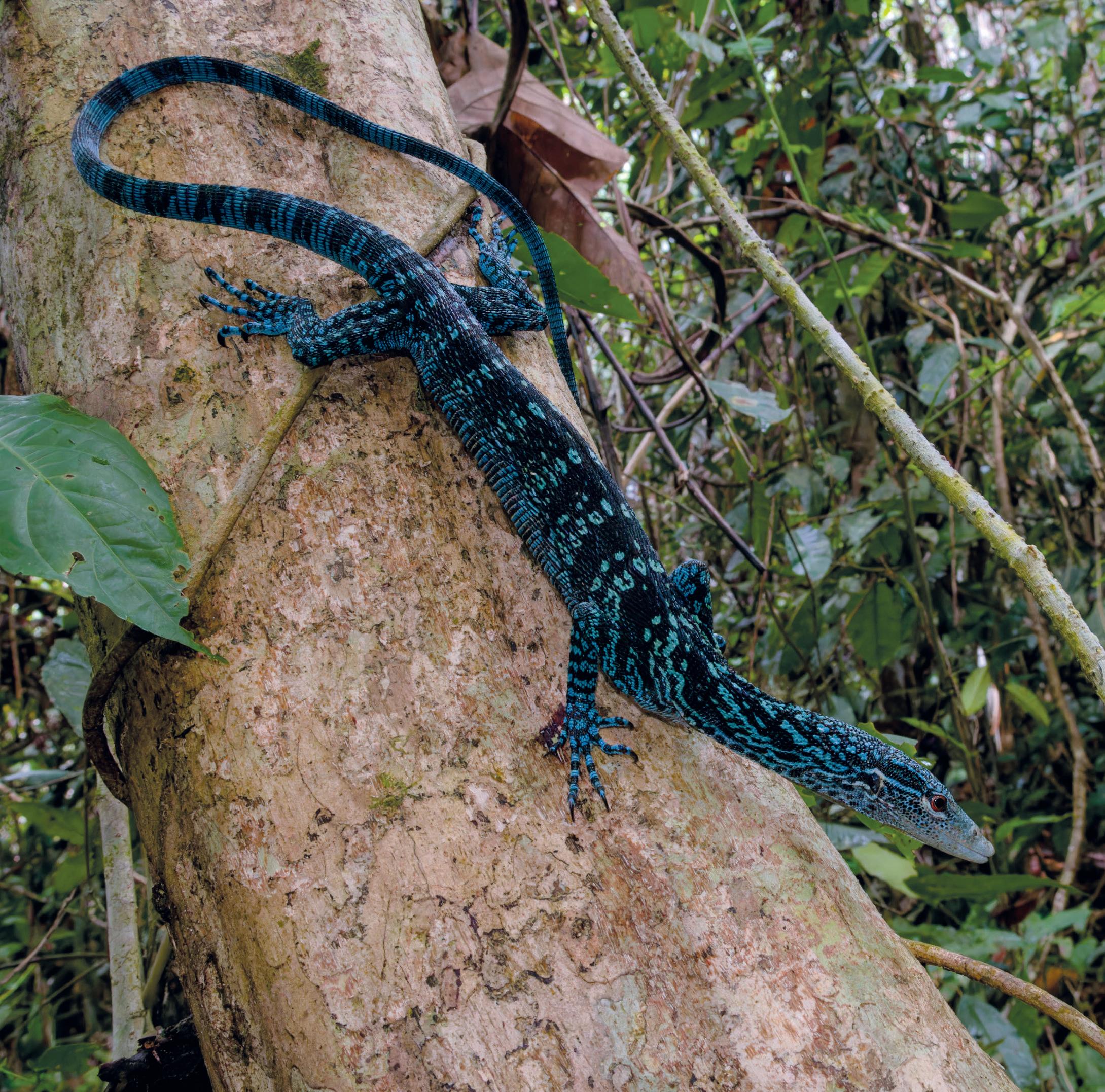 Cover for INTO THE WIDE BLUE YONDER