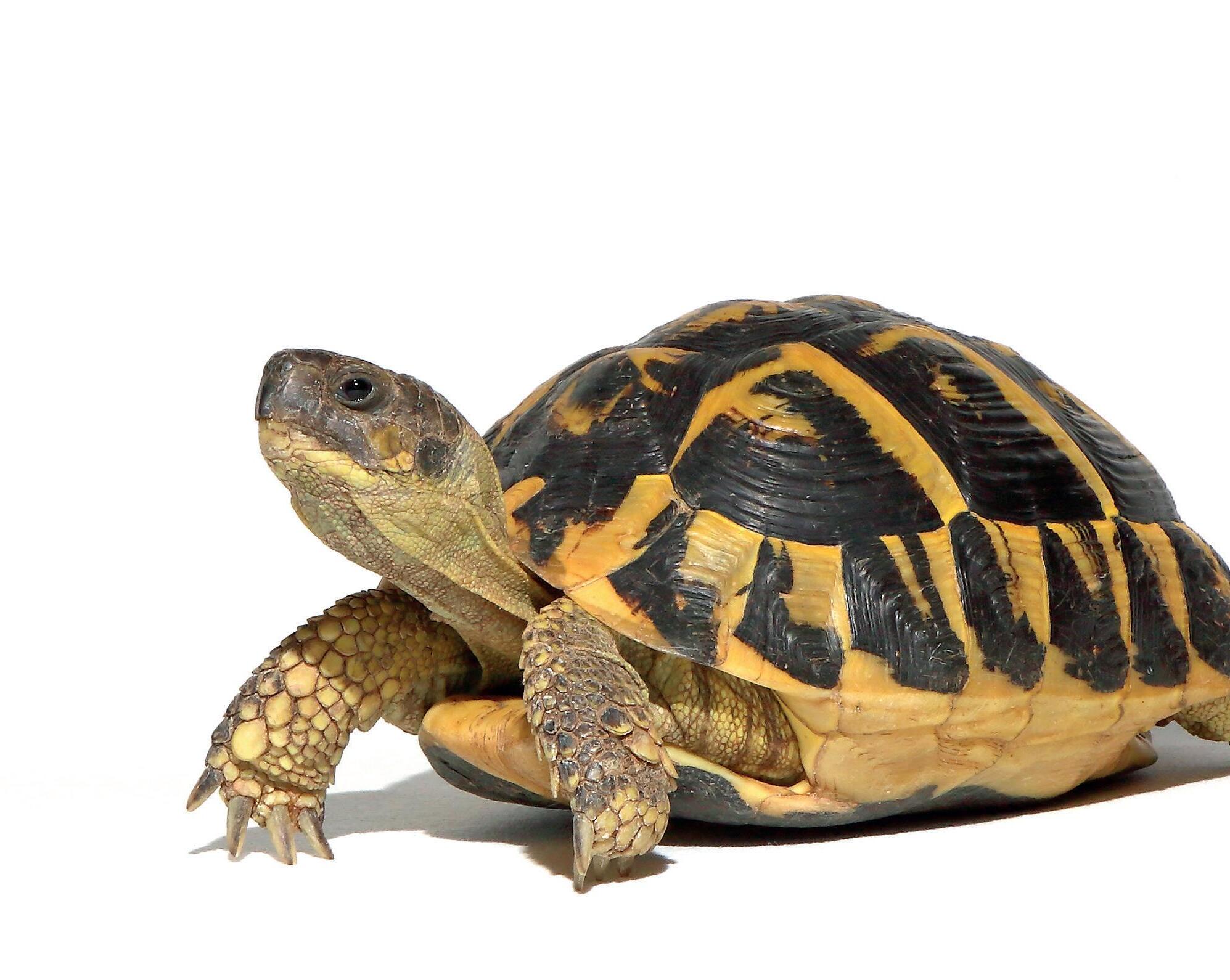 Cover for TIPS AND TRICKS