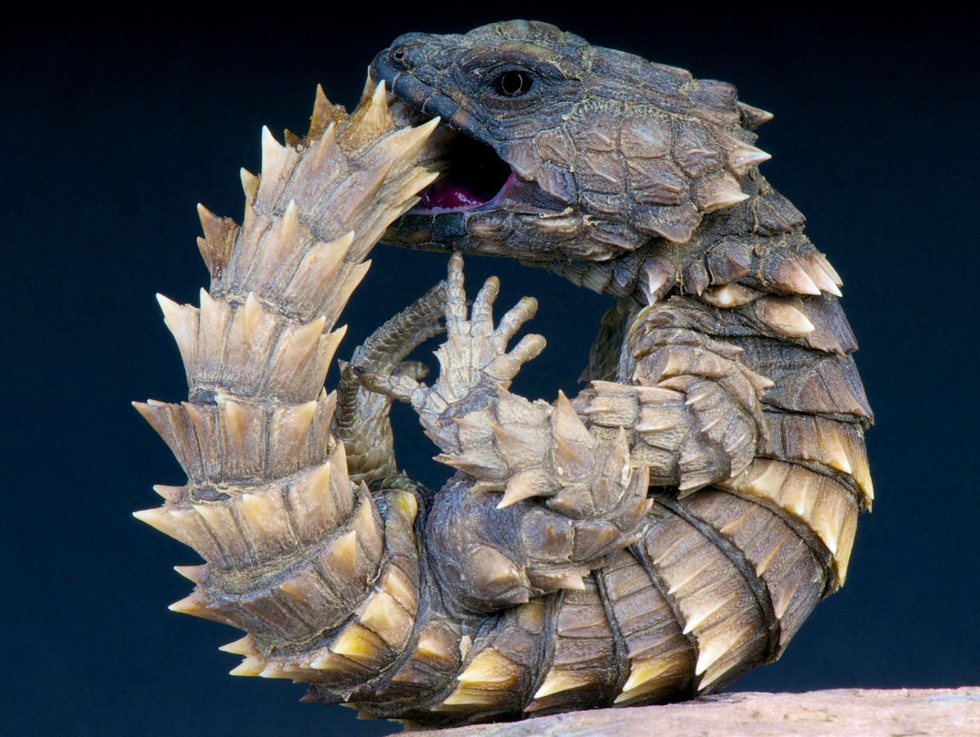 Cover for KEEPER NOTES ON THE ARMADILLO GIRDLED LIZARD