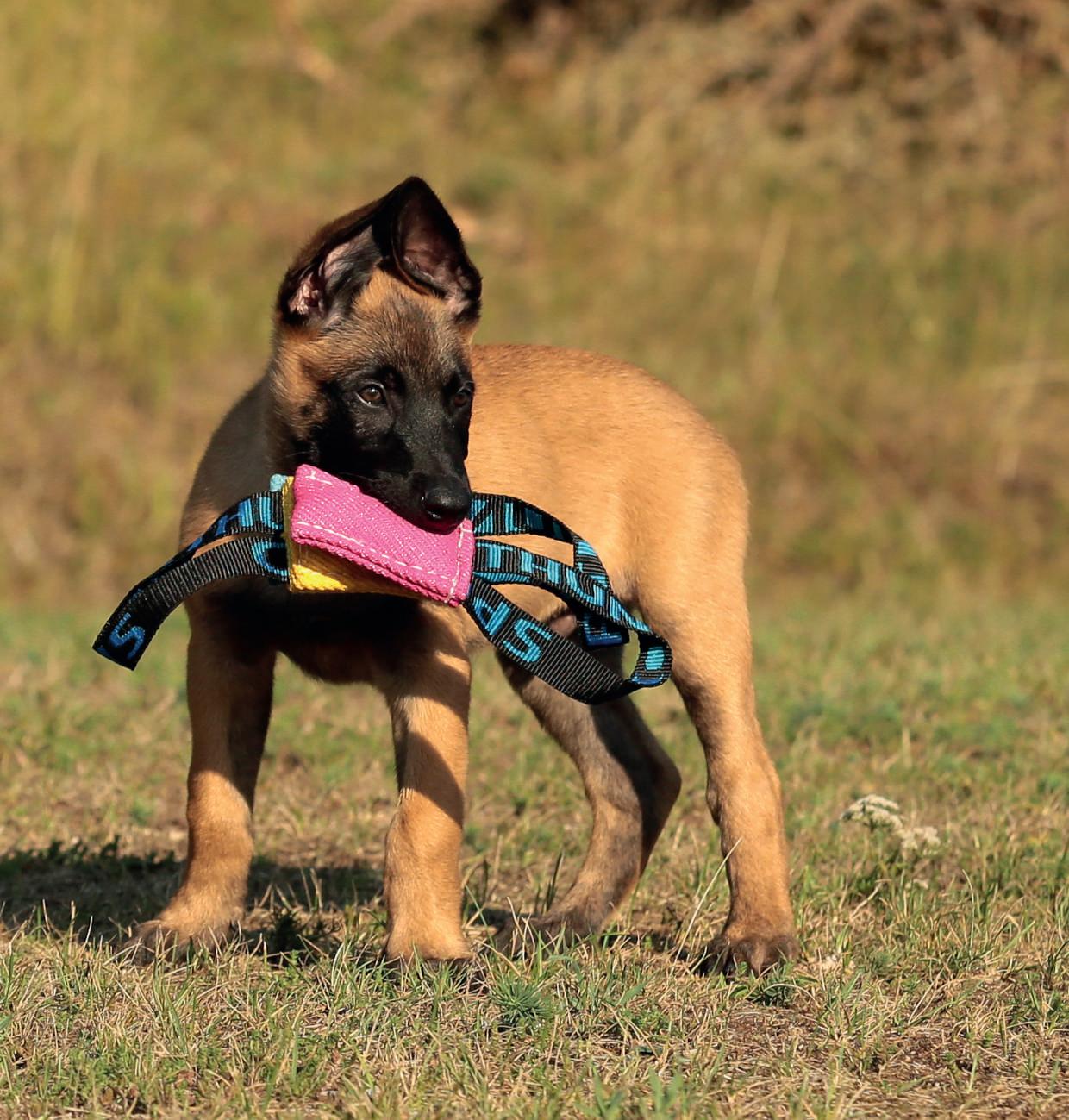 Halsband Hundehalsband m. Reflektoren Gr. 35-45 cm verstellbar