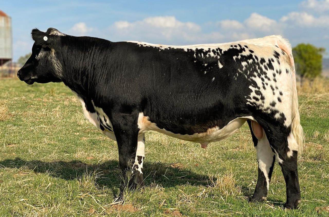 Scone Speckle Park Sale by branded_ag - Issuu, image size:1280x842