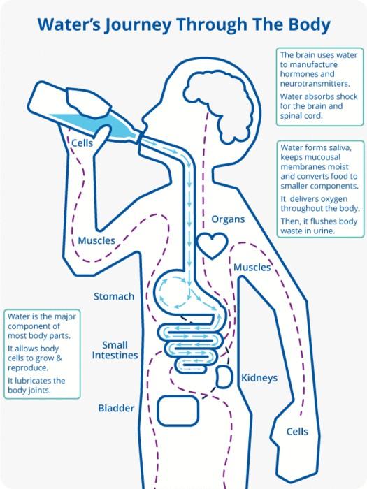 How Long Does It Take To Process Water To Urine By how-long-does-it-take-to-process-water-to-urine-by