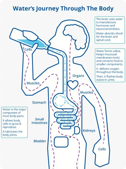 urine travel body