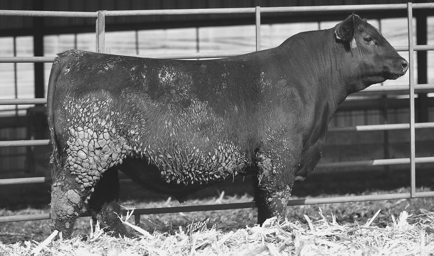 2023 Iowa Angus Bull Test Sale by Iowa Angus Association Issuu