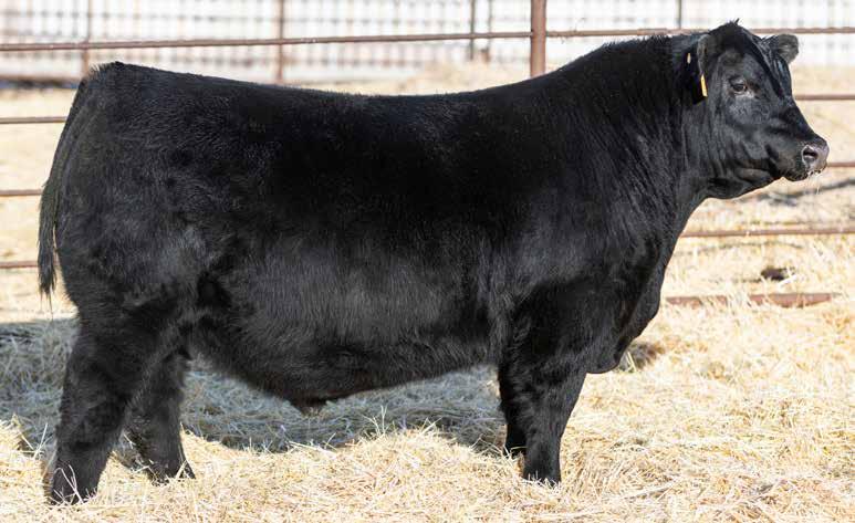 Brooking Angus Ranch 9th Annual Bull Sale by Bohrson Marketing Services  Ltd. - Issuu