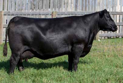 Brooking Angus Ranch 9th Annual Bull Sale by Bohrson Marketing Services  Ltd. - Issuu