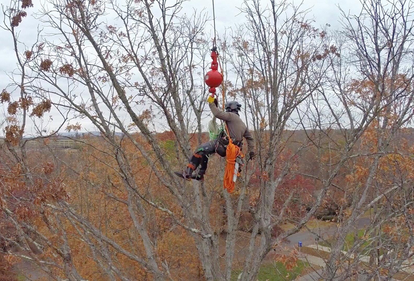 Tree Service Near Me The City Arborist by The City Arborist Issuu