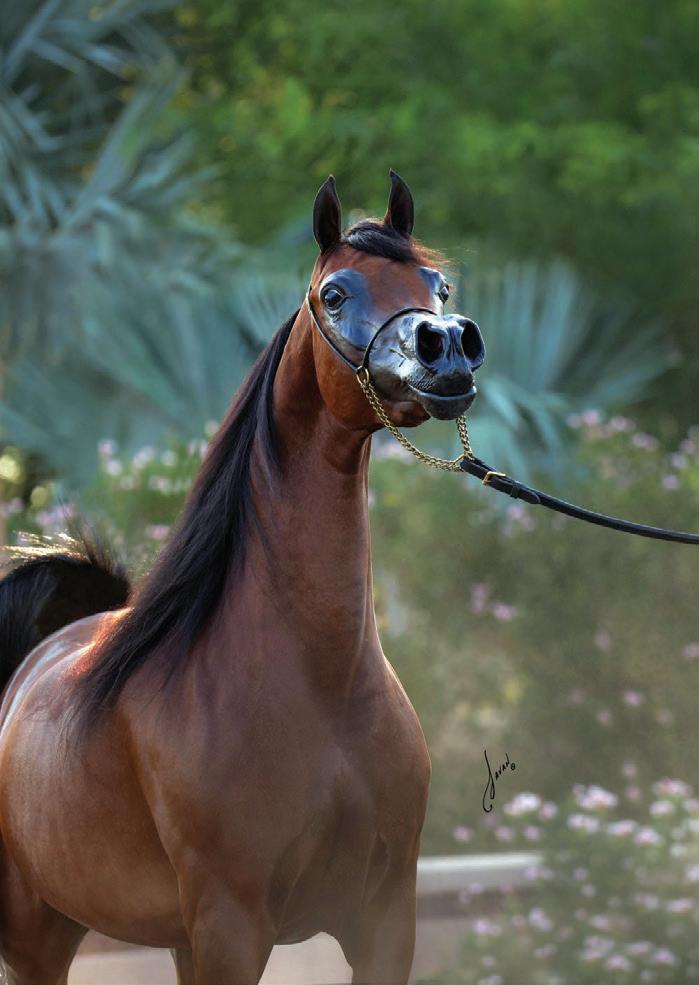 KHALEESI EL LAMI RB – Cavalo Árabe Brasil