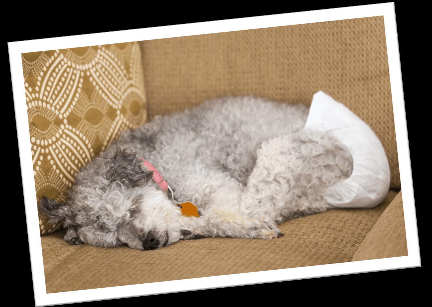 3 Reasons to Use Dog Diapers Everyday by Seasonals001 Issuu