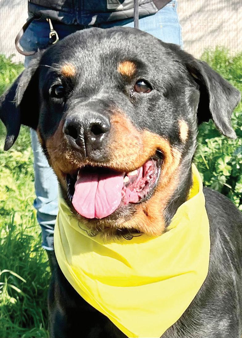 1yr old Rottweiler mix Harry is looking for an active family! If you see interested in adopting please click the link in our profile to get…
