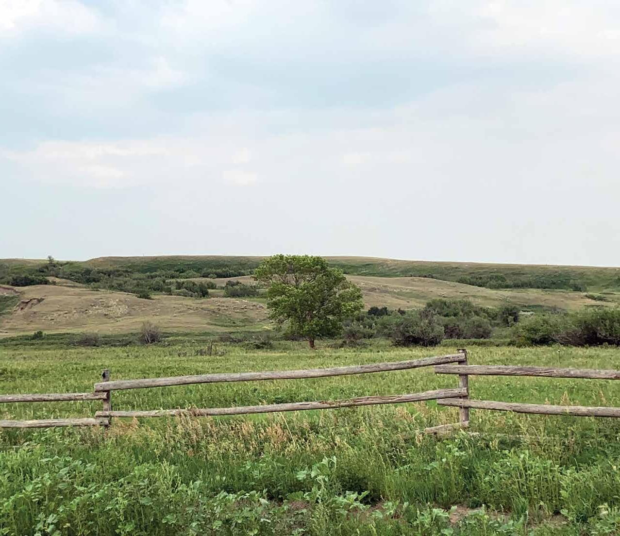 Flying K Ranch Red Angus Bull Sale by Livestock Media Plus Issuu
