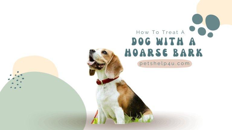 How To Treat A Dog With A Hoarse Bark Issuu