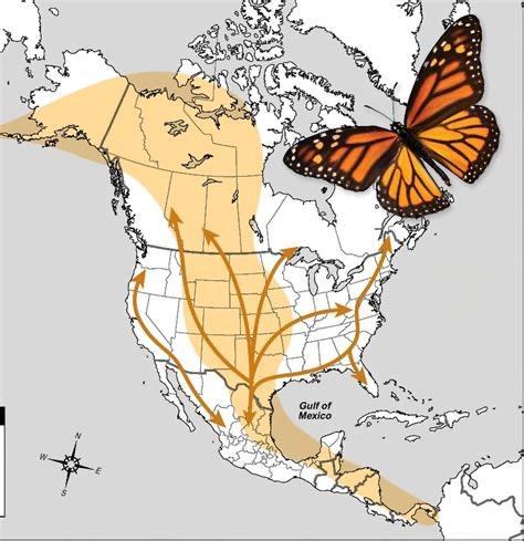 Monarch Butterfly Migration Map - 03c85cd490825671a1777aca2c0b2a7e 