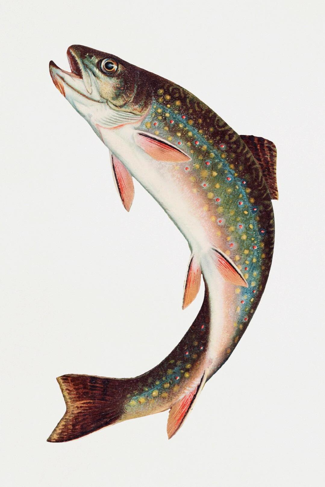 A Tulare County Fish Story
