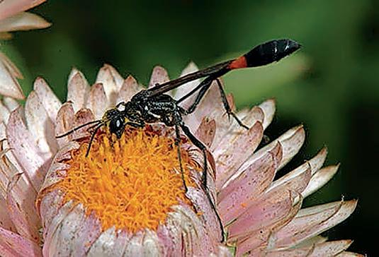 Show the wasp some appreciation