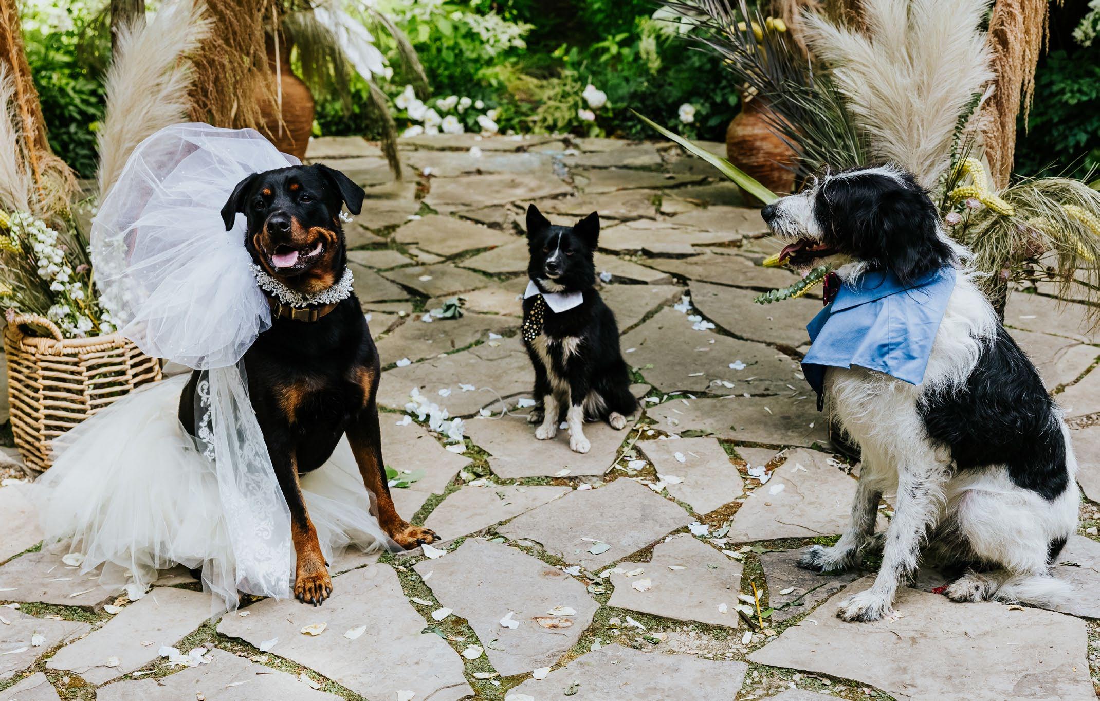 The Knot Special Dog Wedding Issue by The Knot Issuu The Knot Special Dog Wedding Issue by The Knot Issuu