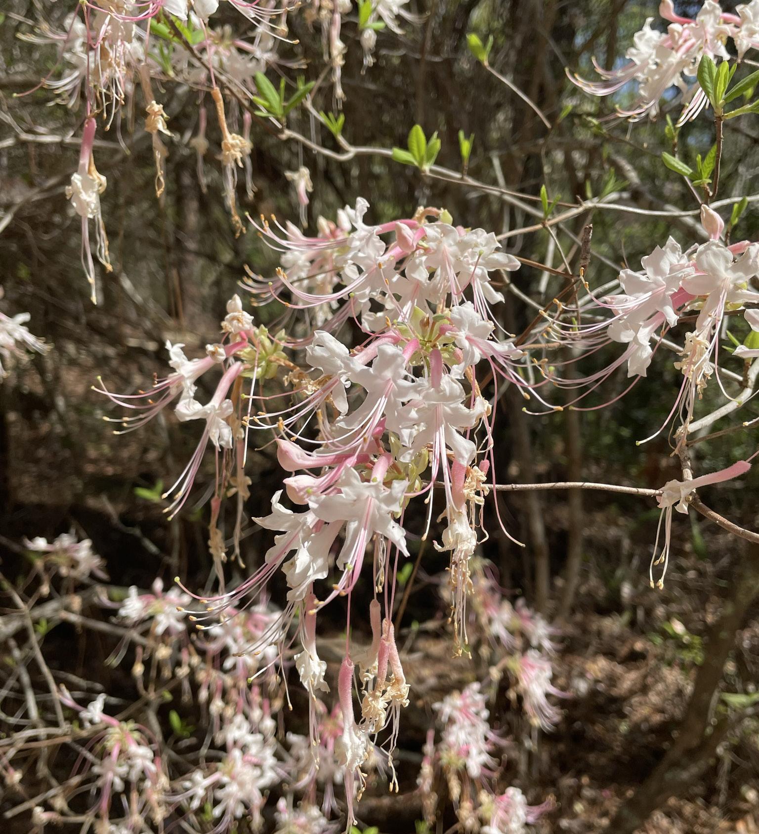 21+ Mississippi Native Plants