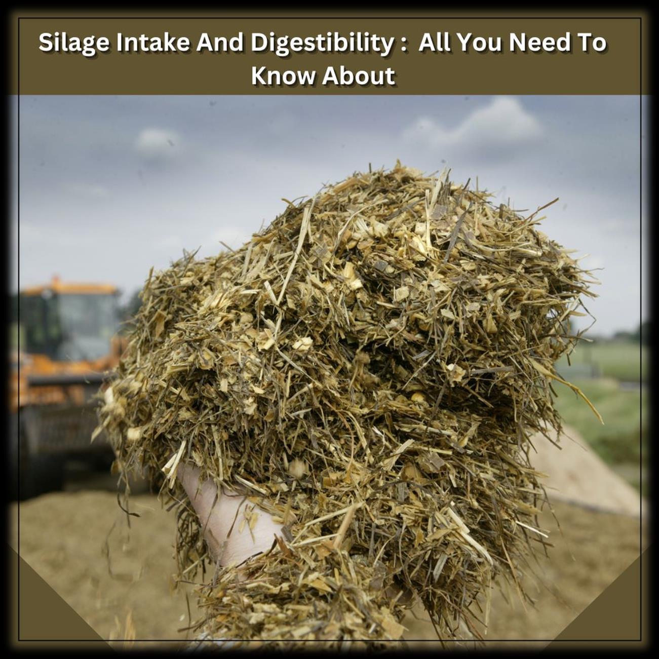 Silage Intake And Digestibility: All You Need To Know About by silage ...
