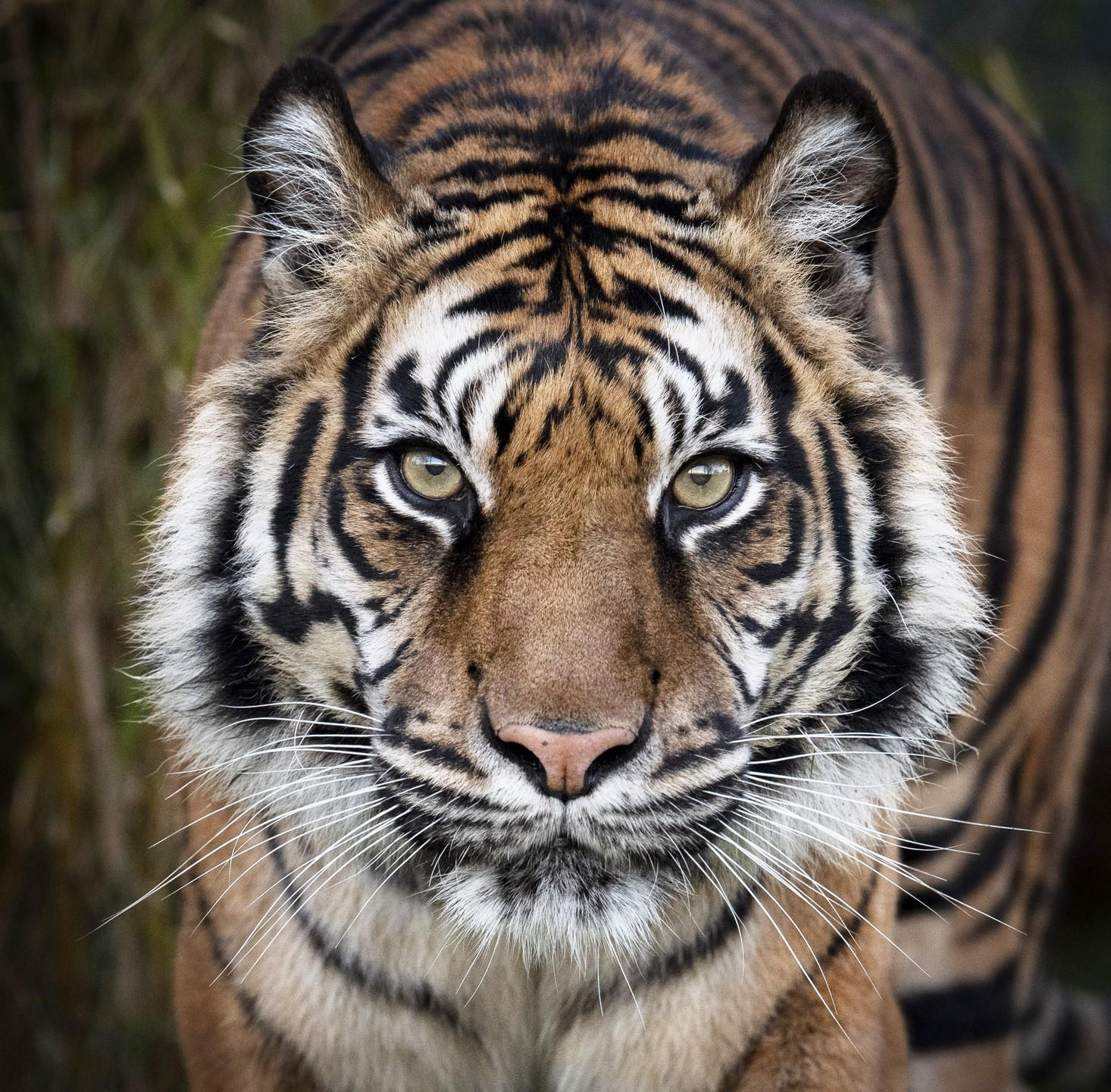 Big Cat Photography Day by Alma Leaper Photography - Issuu