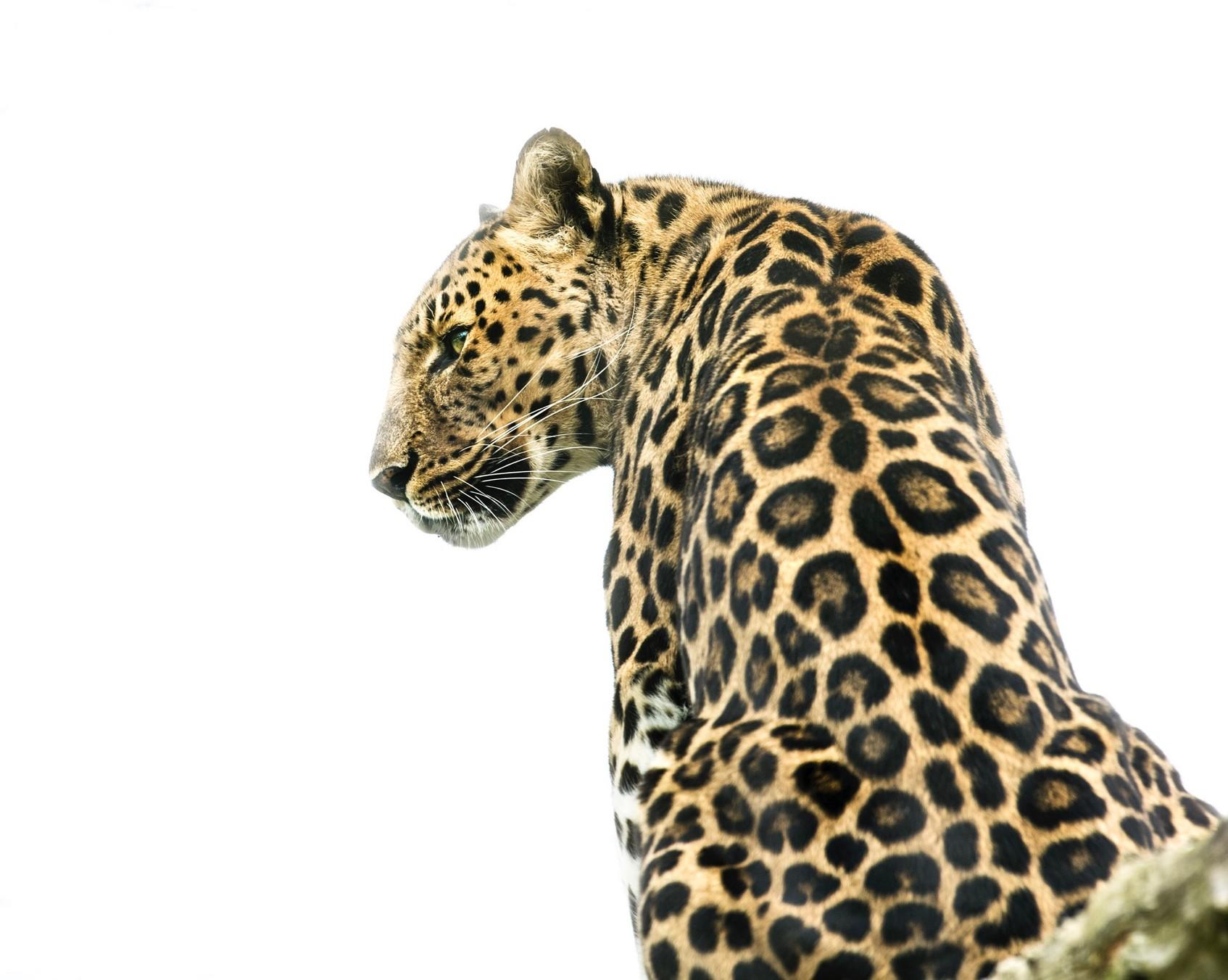 Big cat photography day by alma leaper photography issuu