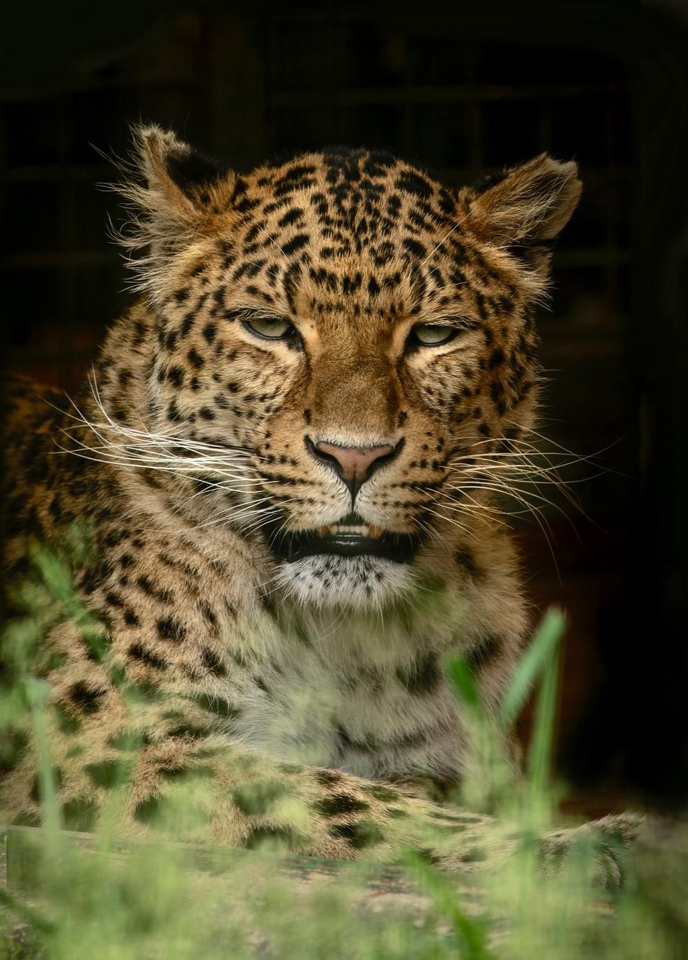Big Cat Photography Day by Alma Leaper Photography - Issuu