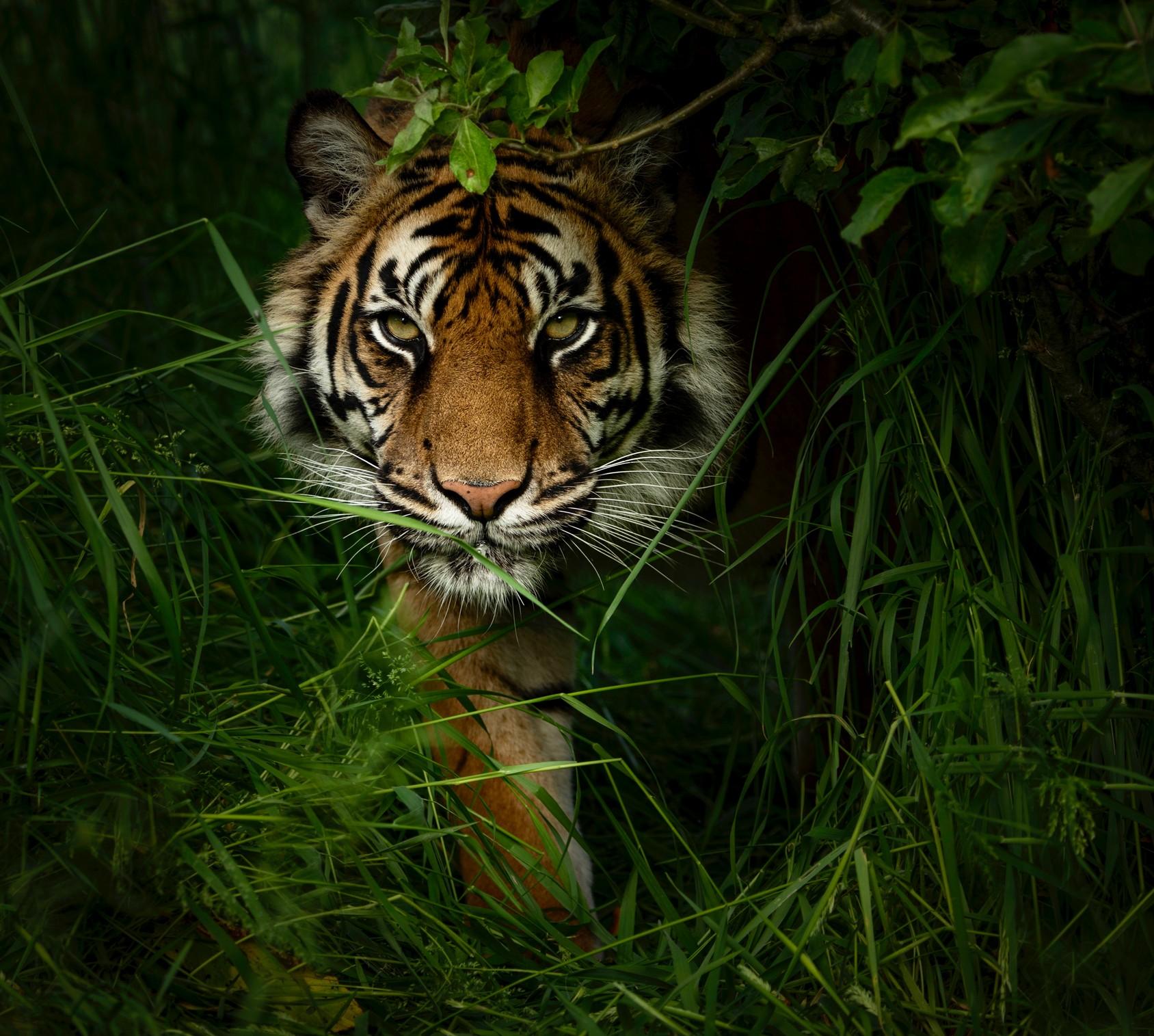 Big Cat Photography Day by Alma Leaper Photography - Issuu