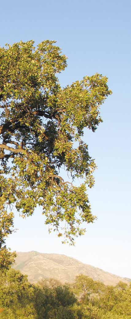 Cover for vacker och värdefull Korkeken