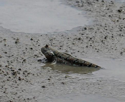 Cover for Get a copy of Nature Trails of Seberang Perai!