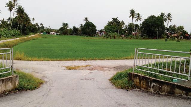 Cover for 4. Teluk Air Tawar Paddy Fields
